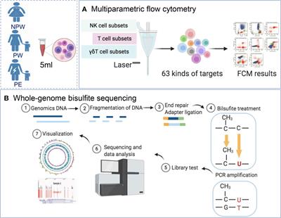 Pregnancy Induces an Immunological Memory Characterized by Maternal Immune Alterations Through Specific Genes Methylation